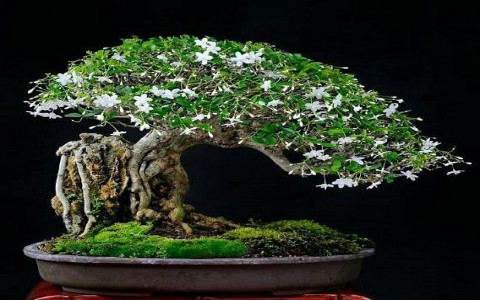 Đôi nét về bonsai
