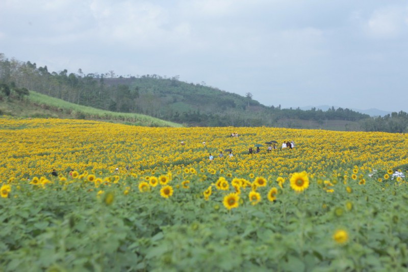 Văn hoá - Chiêm ngưỡng cánh đồng hoa hướng dương lớn nhất Việt Nam khiến du khách ngẩn ngơ (Hình 7).