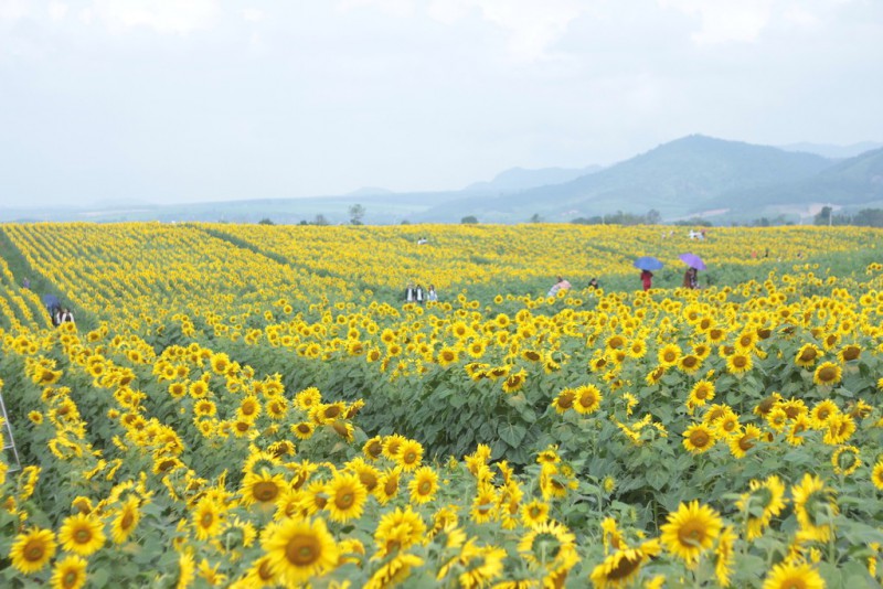 Văn hoá - Chiêm ngưỡng cánh đồng hoa hướng dương lớn nhất Việt Nam khiến du khách ngẩn ngơ (Hình 2).