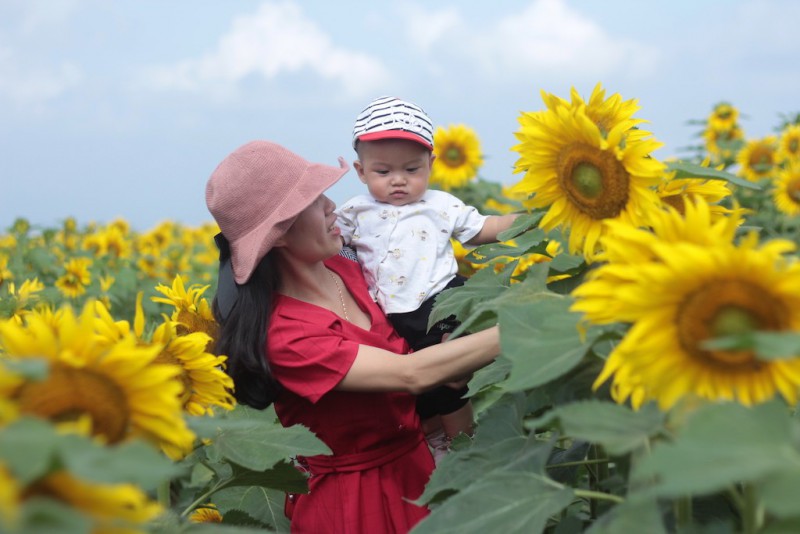 Văn hoá - Chiêm ngưỡng cánh đồng hoa hướng dương lớn nhất Việt Nam khiến du khách ngẩn ngơ (Hình 5).