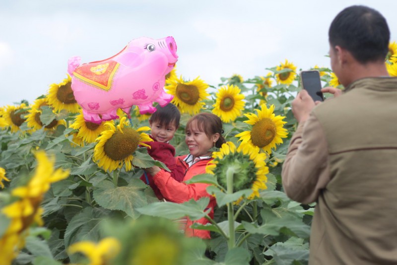 Văn hoá - Chiêm ngưỡng cánh đồng hoa hướng dương lớn nhất Việt Nam khiến du khách ngẩn ngơ (Hình 14).