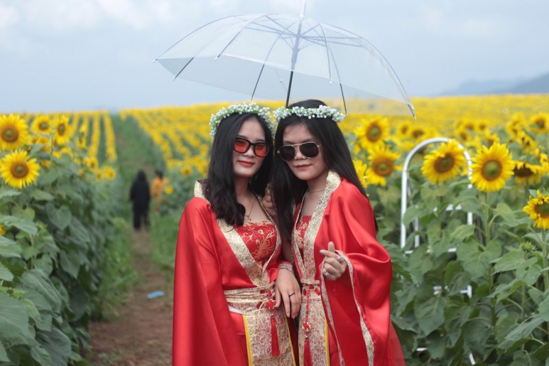 Văn hoá - Chiêm ngưỡng cánh đồng hoa hướng dương lớn nhất Việt Nam khiến du khách ngẩn ngơ (Hình 10).