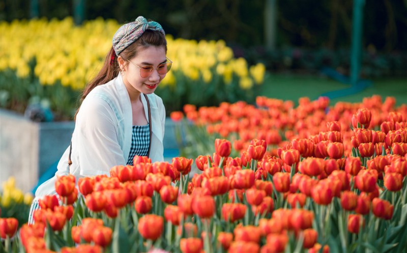 Thanh xuân có hạn, chờ chi mà không đến cánh đồng hoa tulip lớn nhất Việt Nam - Ảnh 3.