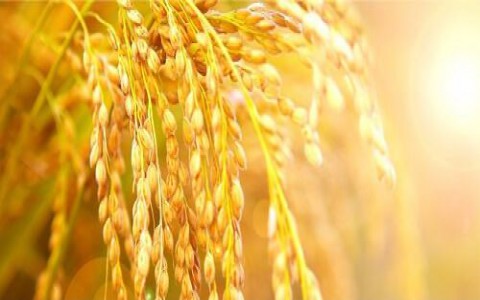 Giá lúa gạo hôm nay ngày 28/11: Lúa ổn định, gạo bất ngờ tăng nhẹ