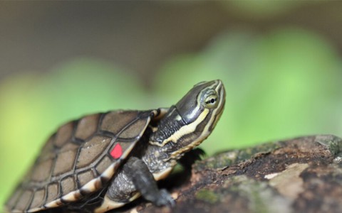 Vì sao rùa có thể thở được bằng mông và sống lâu đến thế?