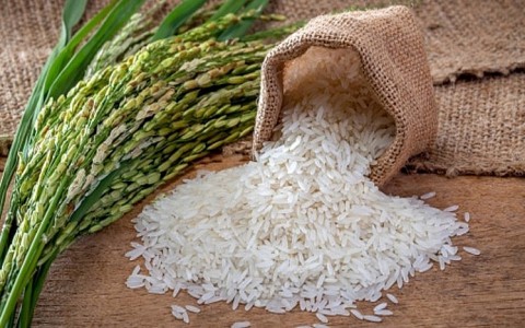 Giá lúa gạo hôm nay ngày 11/10: Giá lúa gạo duy trì ổn định