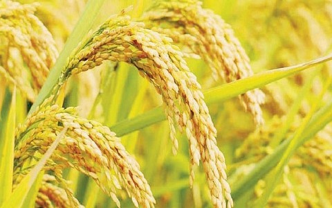Giá lúa gạo hôm nay ngày 1/11: Giá gạo đi ngang ngày cuối tuần
