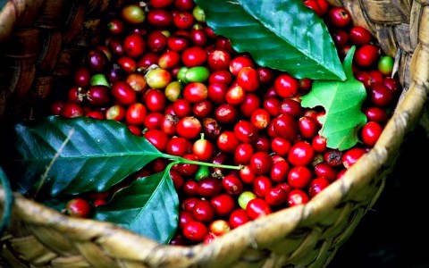 Giá cà phê hôm nay 4/11: Giá dao động trong khoảng 32.100 - 32.800 đồng/kg