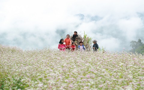 Giới trẻ đổ về Hà Giang ngắm hoa tam giác mạch bung nở