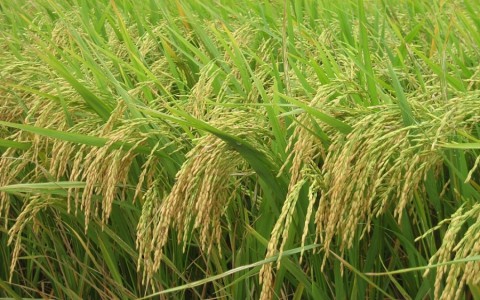Giá lúa gạo hôm nay ngày 27/11: Giá lúa giảm, giá gạo đi ngang