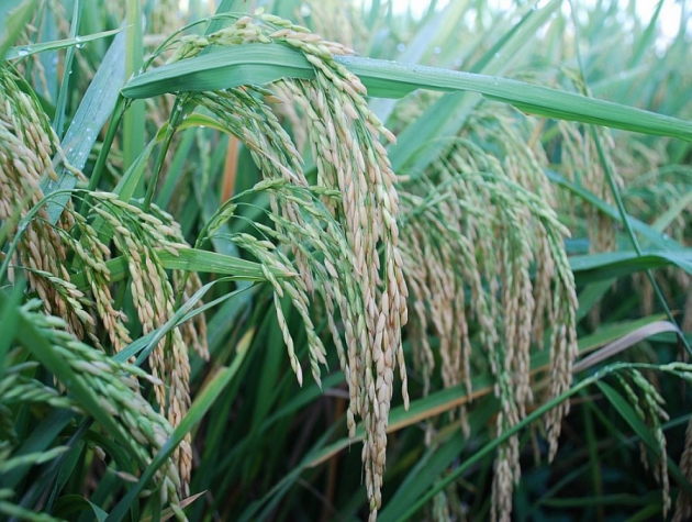 Giá lúa gạo hôm nay ngày 14/11: Cuối vụ Đông Xuân, giá lúa bật tăng trở lại